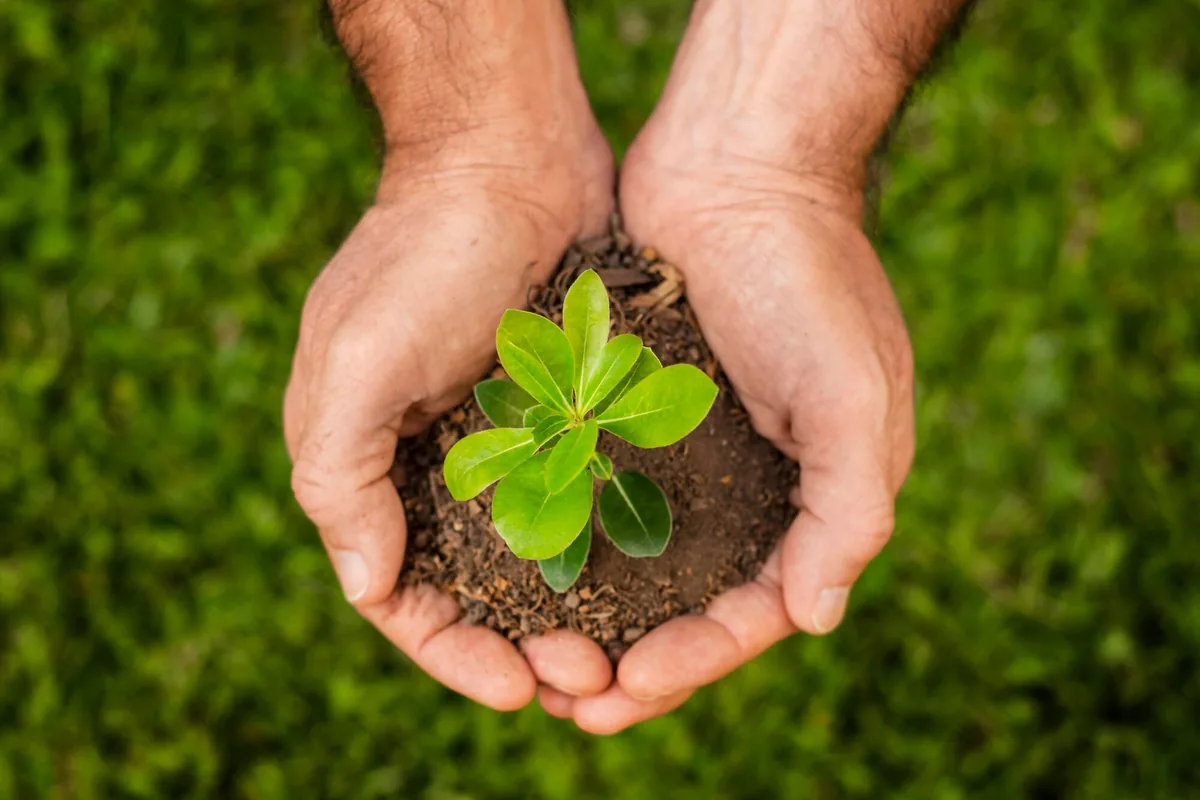 Tree planting programme